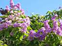 fleurs Jardin de Balata 