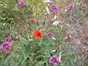 fleurs champetres vers Gourdon