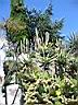 jardin botanique  eze