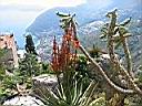 jardin botanique  eze