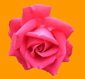 merci Marie pour cette belle Rose