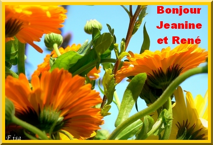 merci Isa pour cette superbe fleur !