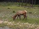 Wapiti dans les Rocheuses