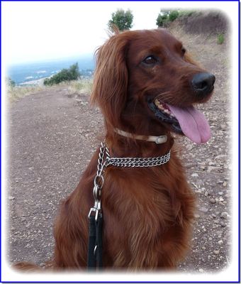 Notre petite Cannelle (setter irlandais) 3ans