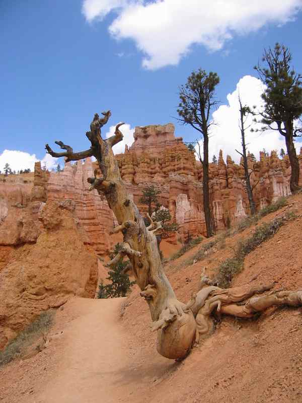 sur le sentier Navajo trail 