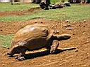 une tortue terrestre à Vanille