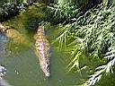 un crocodile au parc de Vanille
