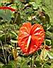 anthurium