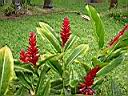 fleur tropicale jardin du Val