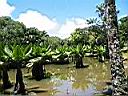 plantes aquatiques  Curepipe