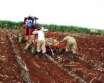 plantation des boutures de canne