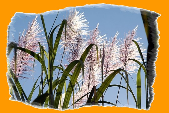 la Canne  sucre en fleurs !