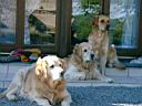 les beaux blonds d'Anne-Marie