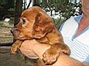 notre petite chienne "cannelle" age d'un mois !