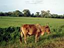 une vache srilankaise