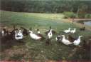 levage de canards pour leur bon foie gras !