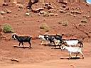 troupeau de chèvres dans monument valley 