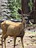 biche de north rim 