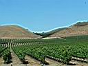 vignobles vers Paso Robles photo XL