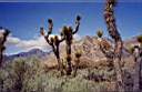 les cactus dans le désert de Mojave 