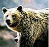 Grizzly..mieux vaut ne pas le rencontrer !!