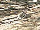 le "Roadrunner" photo Xav 