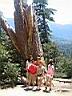 parc Yosemite, les enfants et le sequoia meurtri !