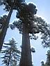 sequoia à Mariposa Grove
