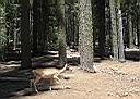 une biche  Mariposa Grove (Parc Yosemite)