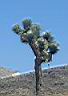 Death Valley un cactus !