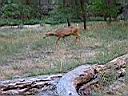 biche vers virgin river