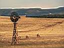 mount carmel jonction , cow boys !