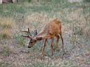 biche vers virgin river parc de zion 