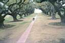 plantation Oak Alley  allee de magnifique chênes centenaires