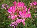 Cleome_speciosa