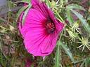 Hibiscus_radiatus