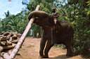 travail de l'éléphant au sri lanka